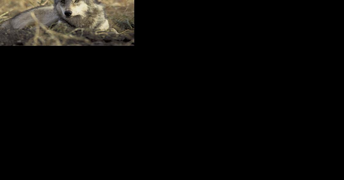 The latest clash over managing Washington's wolves | Northwest - Vimarsana News