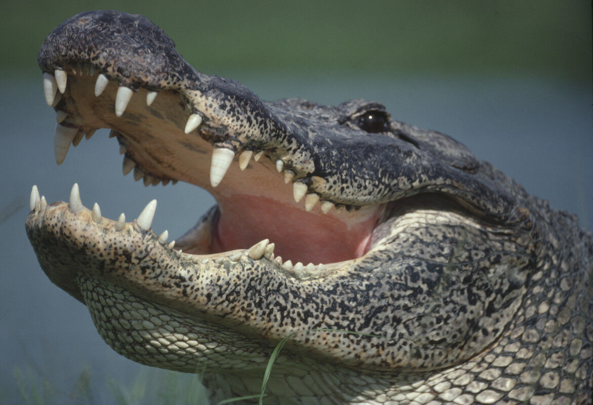 The Strange, Grisly World of Crocodile Hunting in Australia