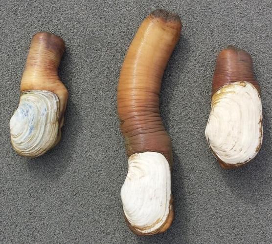 Razor clams, geoducks battle to be WA's top clam | State ...