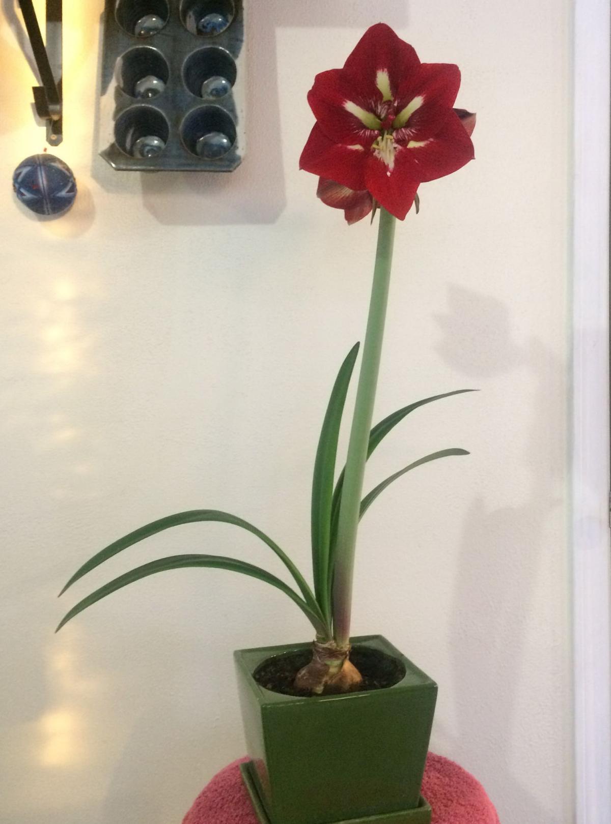 Getting The Most From Your Christmas Amaryllis Connections Wenatcheeworld Com