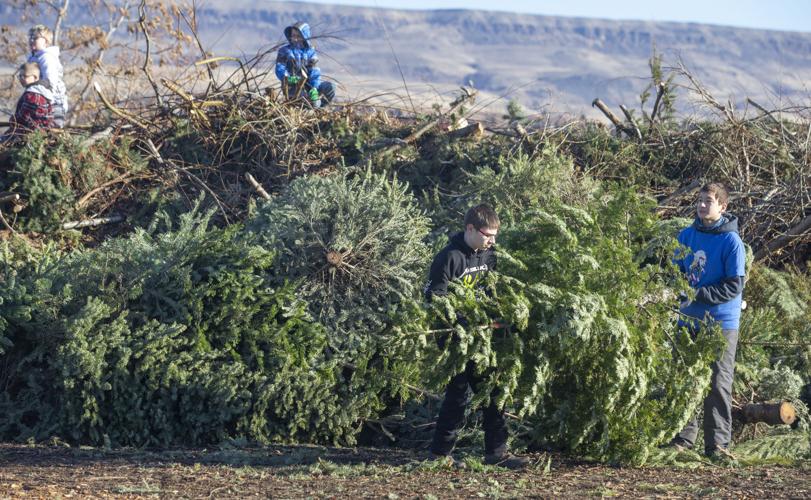 Boy Scouts collect Christmas trees for recycling Local News