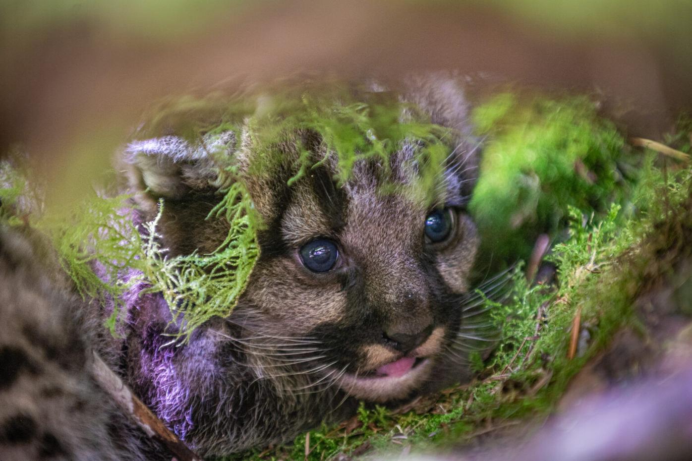 Spotting mountain lions is becoming a Pennsylvania pastime. But they're  probably bobcats.