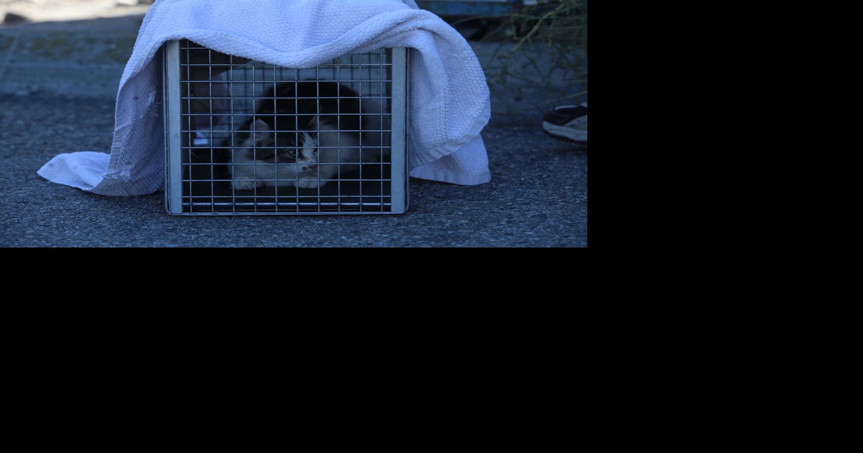 NCW stray cat effort relies on city funding, community support | News ...