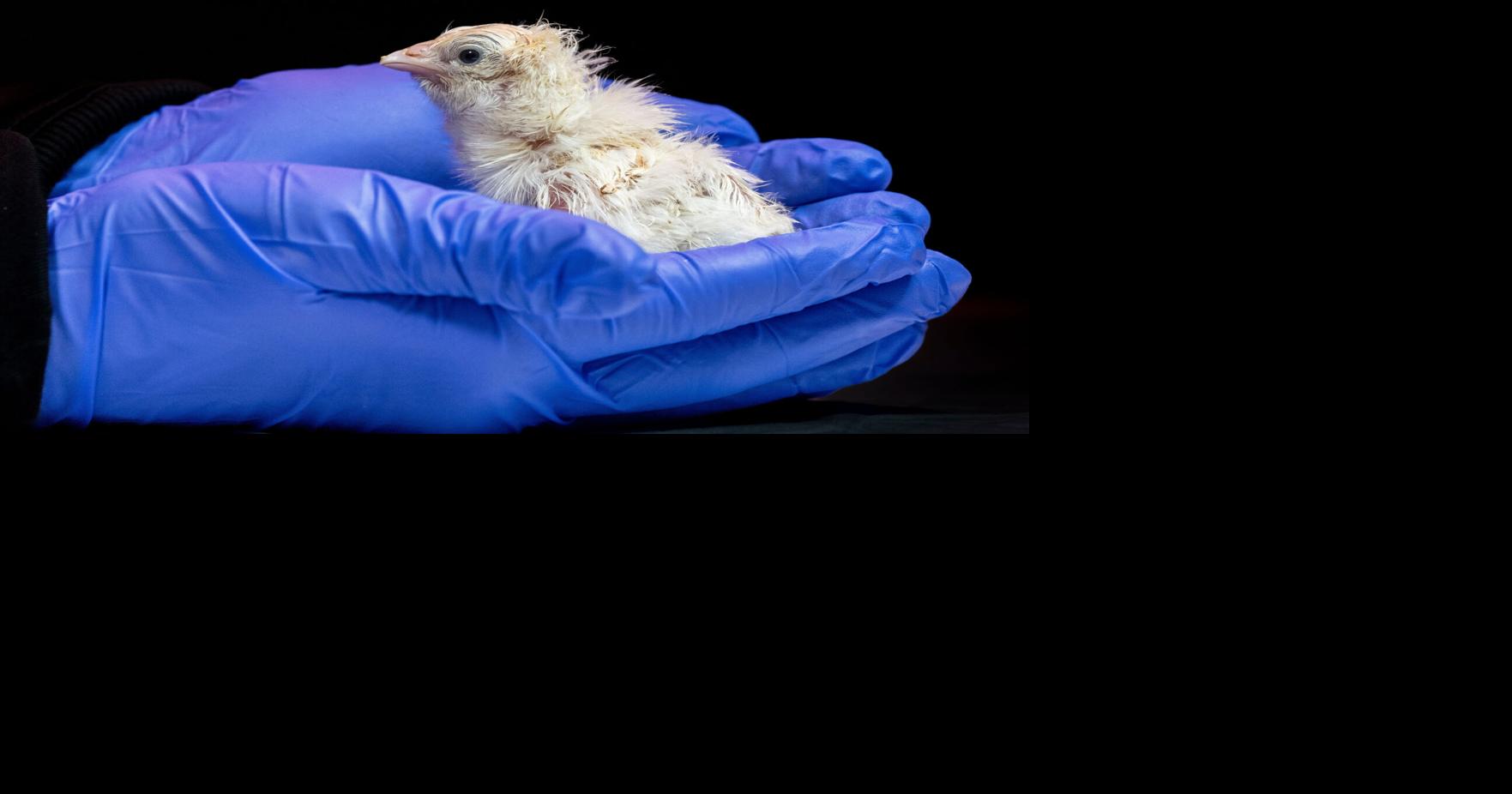 A de-extinction company has hatched live chicks from an artificial eggshell
