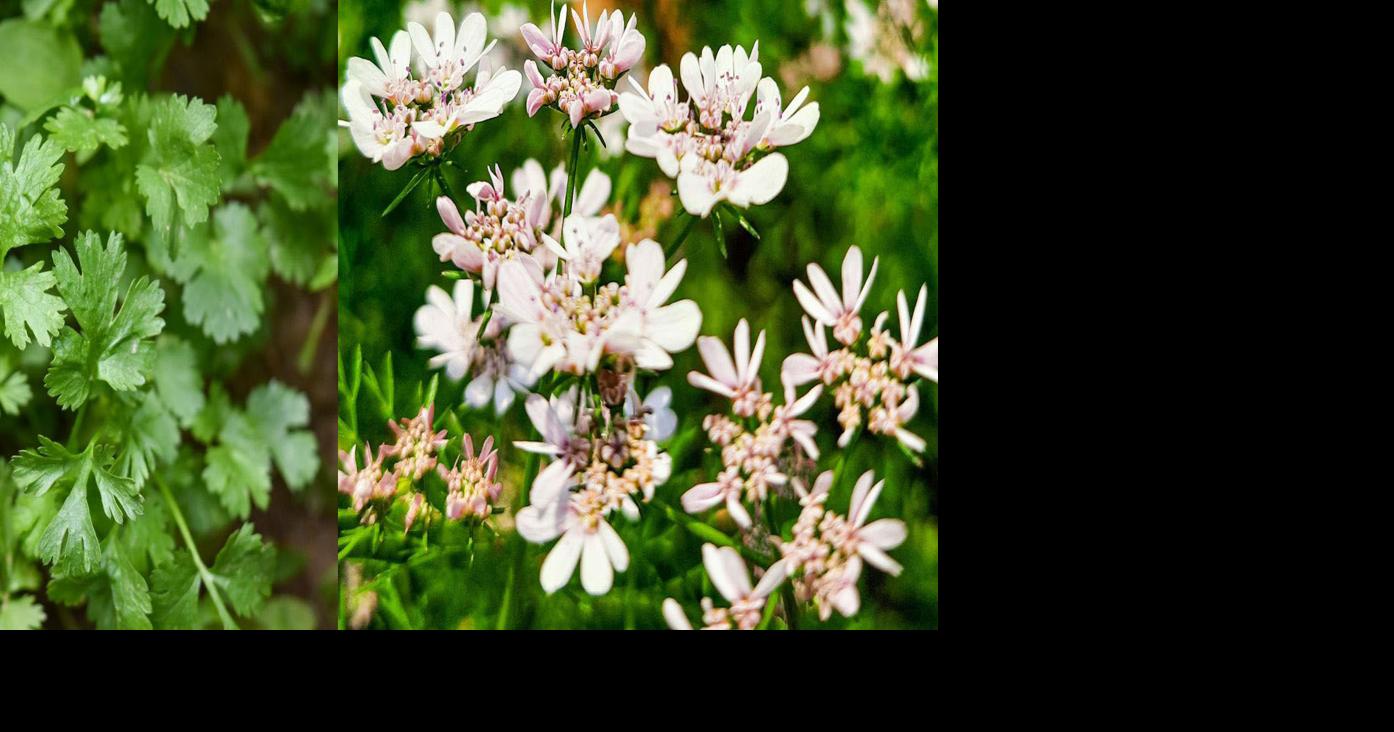 Keeping it fresh: Growing cilantro in Eastern Washington | At Home ...