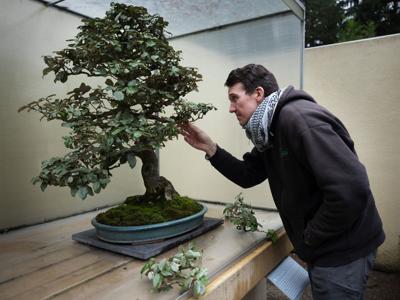 They Are My Family Stolen Bonsai Trees Mysteriously Returned To