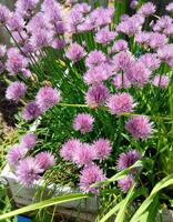 Waterville Wanderings | Chives thrive