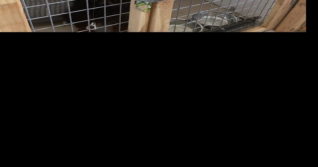 Luxury stays at Twin Bins Kennel Waterville business gives dogs