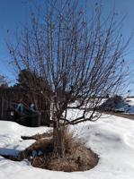 Waterville Wanderings | The spring thaw
