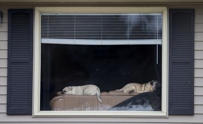 200216-newslocal-dogday 01.jpg