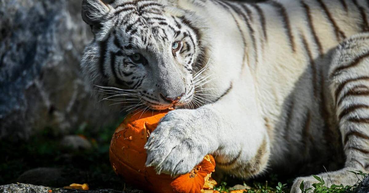 The Wildcat Sanctuary’s Big Cats Go Wild for Large Pumpkins in Heartwarming New Video