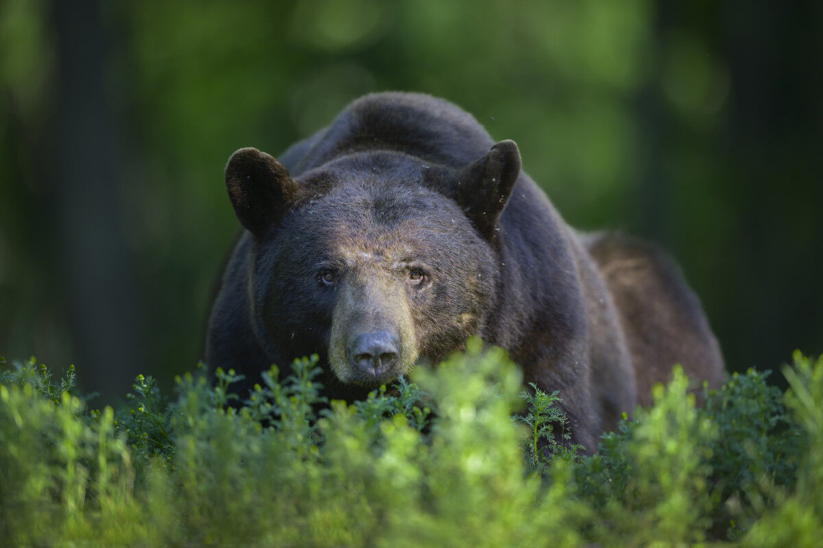 Continue to be bear aware this fall - New Mexico Wildlife magazine