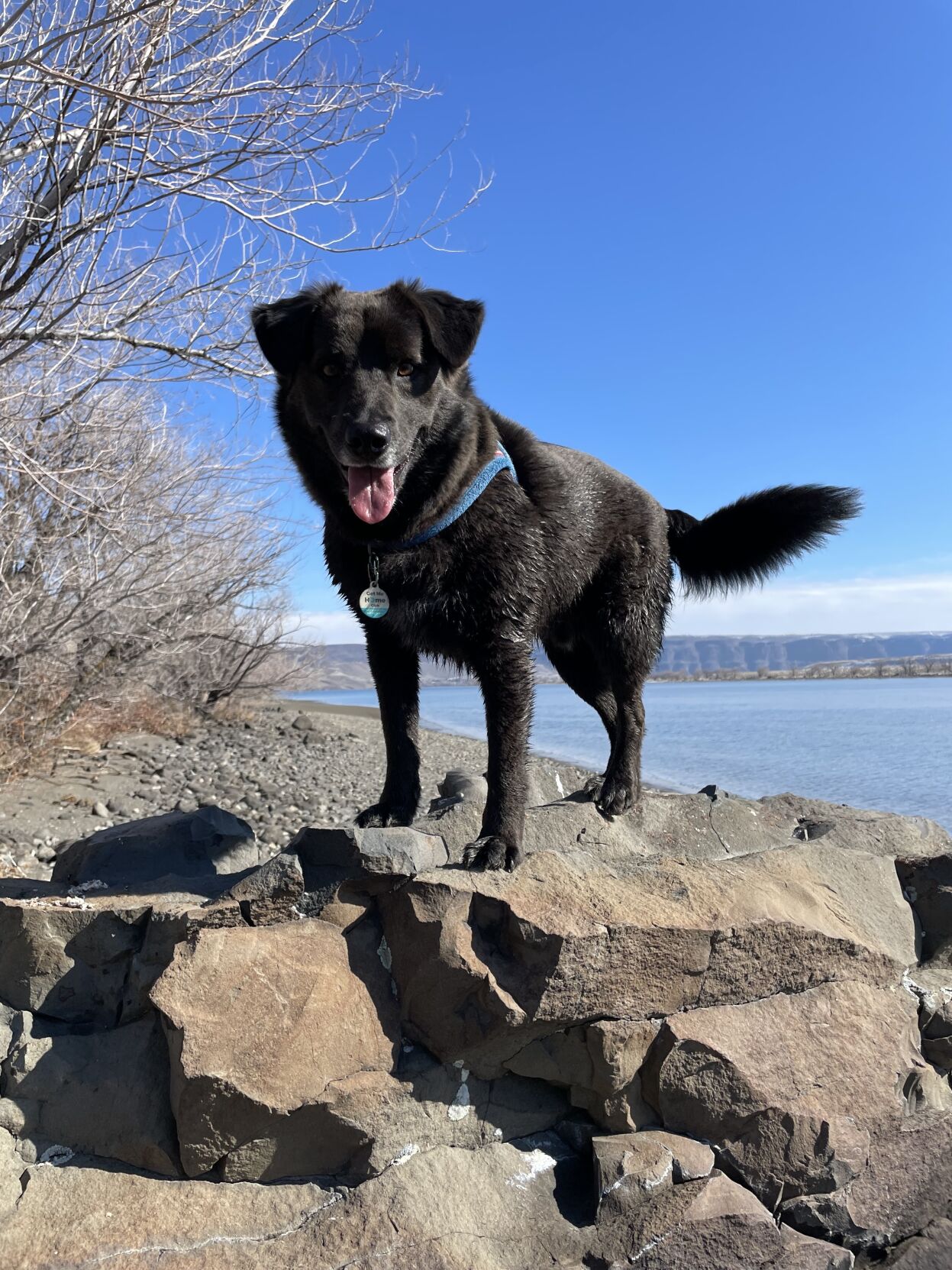 Craigslist Wenatchee Pets - nr95w85