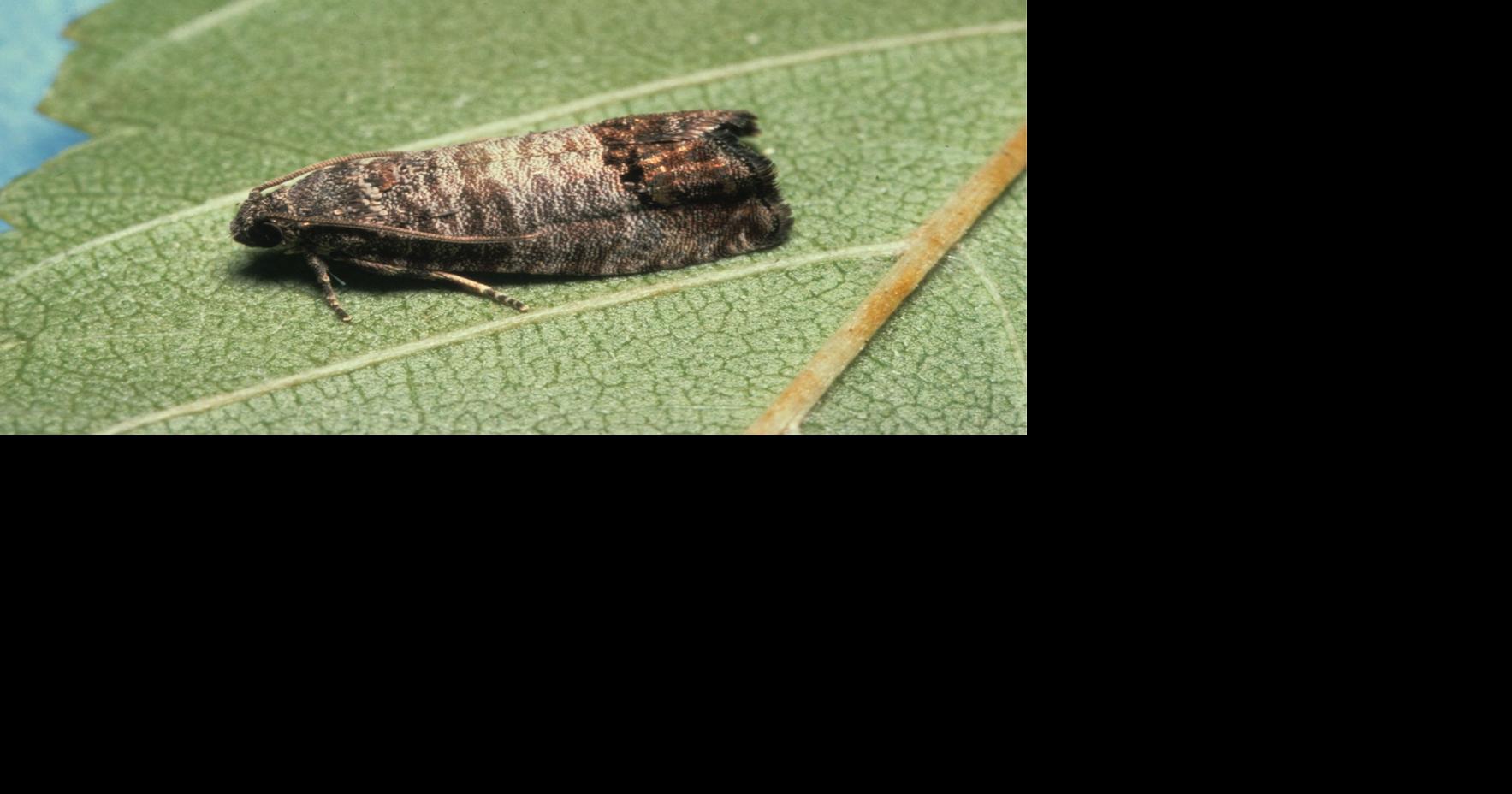 NCW’s most wanted orchard pests | Local News | wenatcheeworld.com