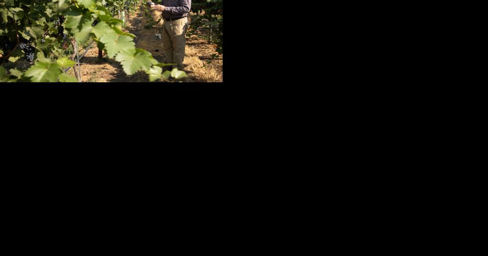 Higher quality, lower yield for Yakima Valley wine grapes after 'ideal' harvest season - Vimarsana News