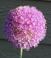 In the Garden | Easy-going alliums are an easy choice