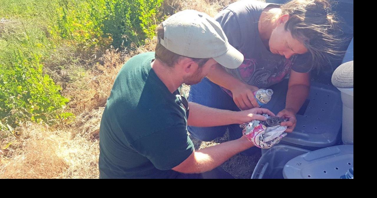 Wildfire forces pygmy rabbits from breeding site | Local News ...