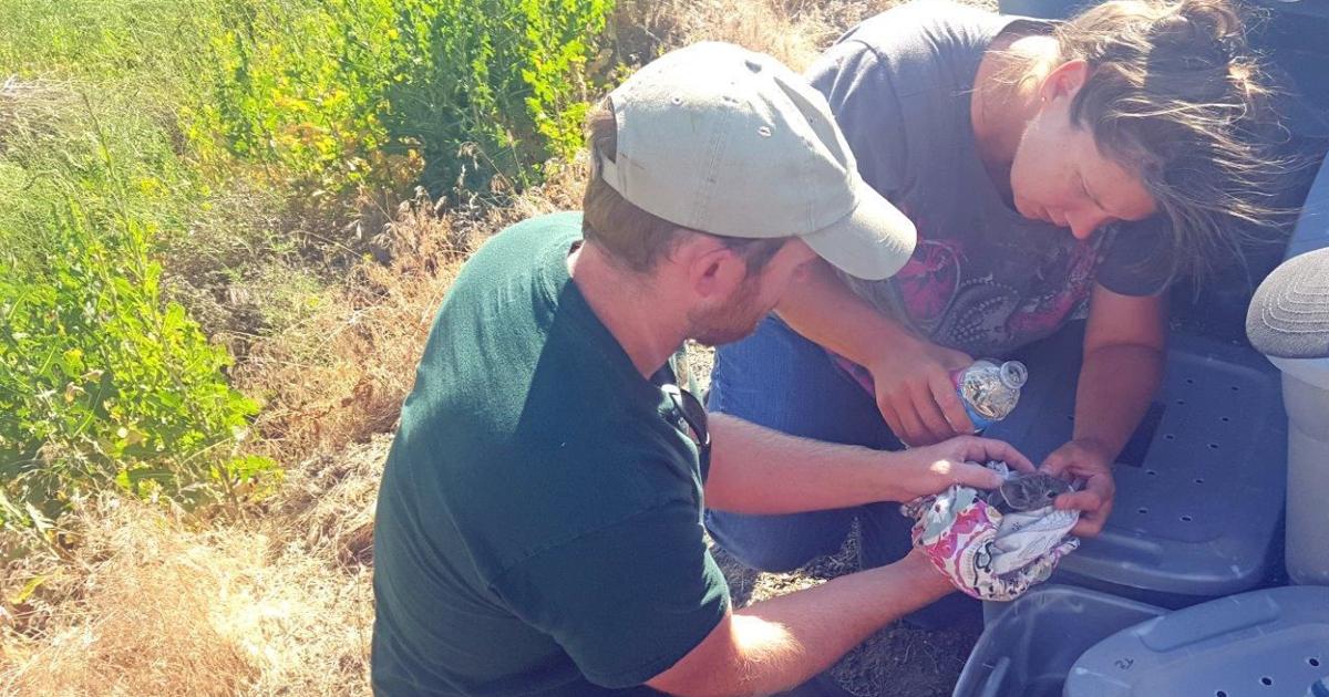 Wildfire forces pygmy rabbits from breeding site | Local News ...