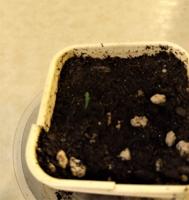 Tips for starting unusual seeds