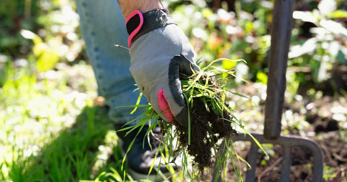 Most Homeowners Treat Invasive Lawn Grass the Wrong Way—Here’s the Pro Guide to Killing It Without Harming Your Plants