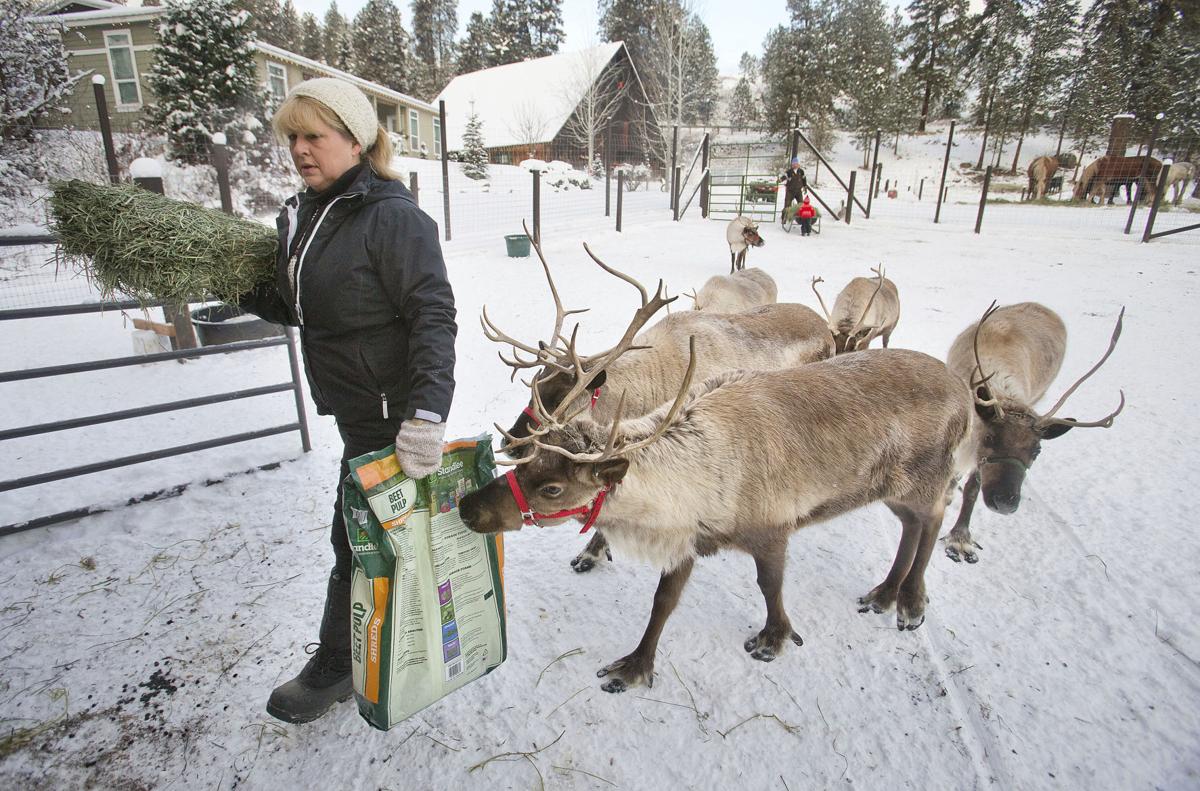 Reindeer games Leavenworth couple raise small caribou Local Reindeer games Leavenworth couple raise small caribou Local