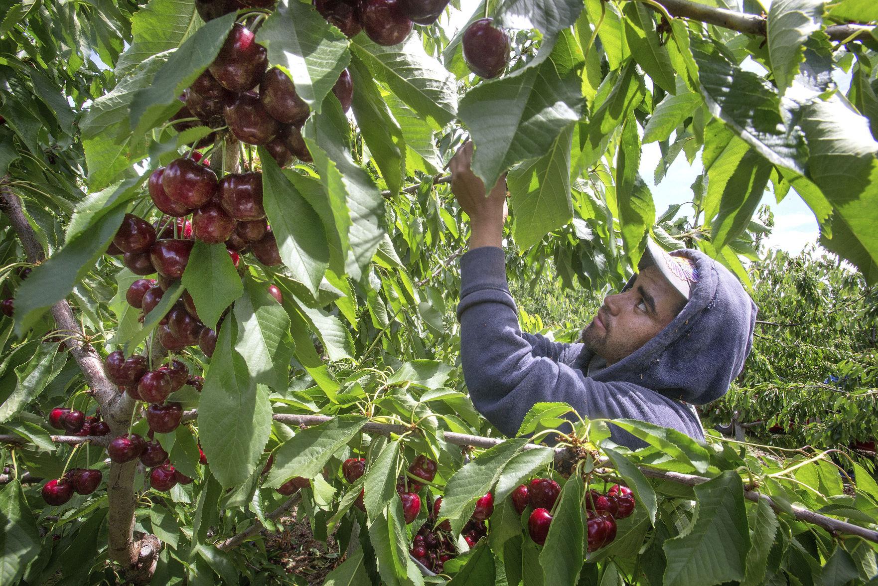 Cherry season starts Local News