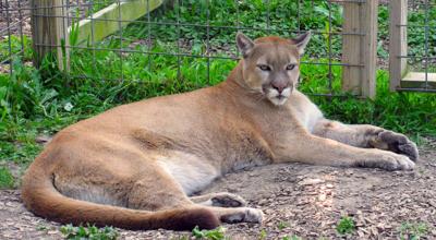 Cougar killed after attacking East Wenatchee pet | Public Safety ...