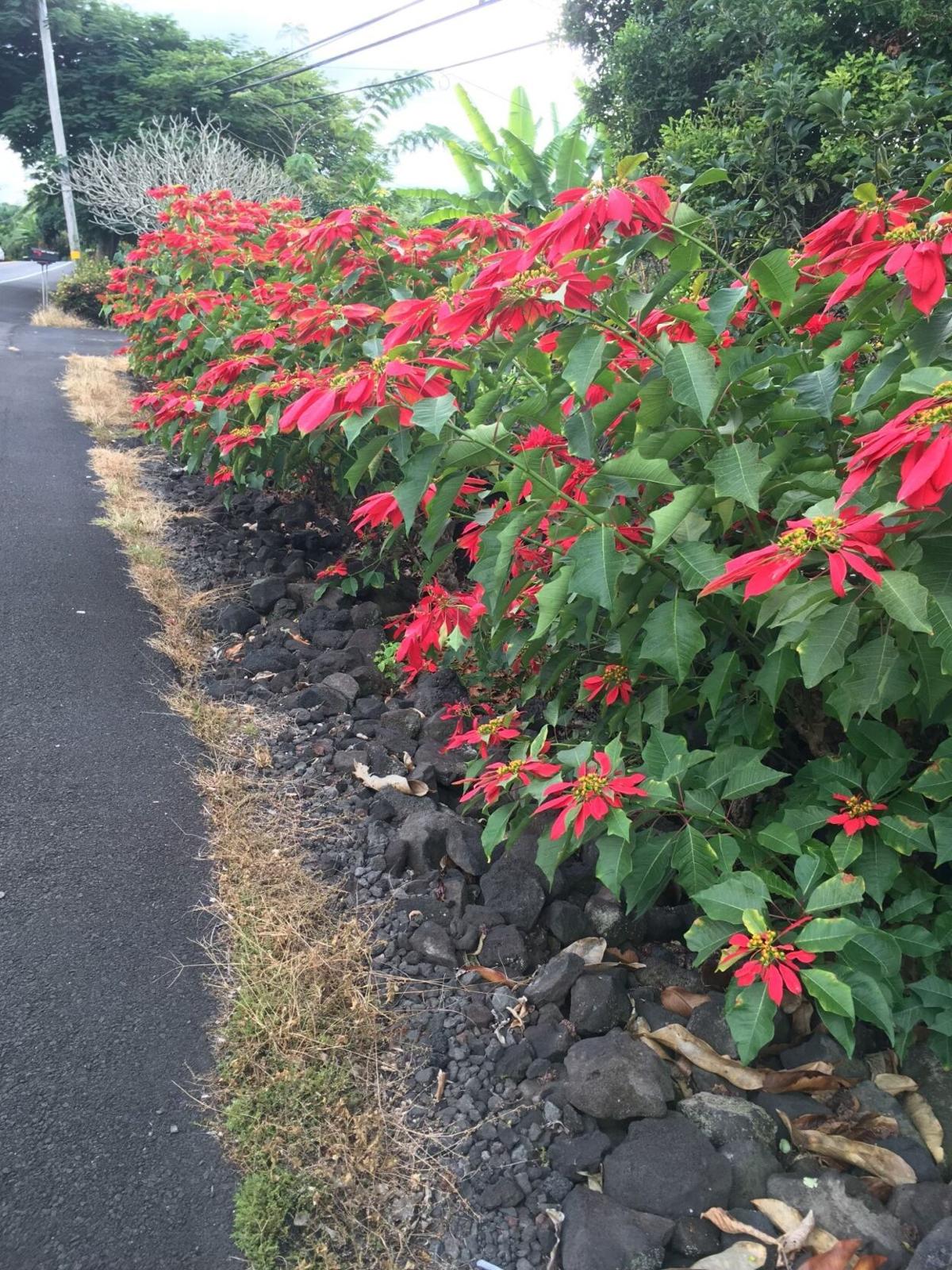 The Christmas poinsettia is queen of potted plants Community