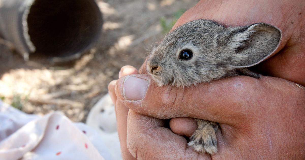 Can drones count endangered rabbits in Central WA better than people ...