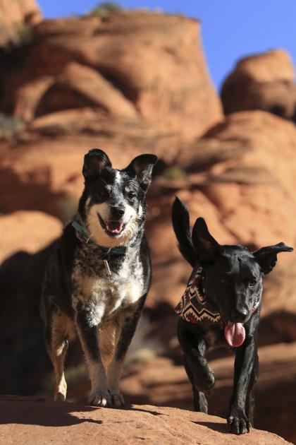 Ask A Vet Keep Your On The Go Dog Safe From Harm This Summer Neighbors Wenatcheeworld Com