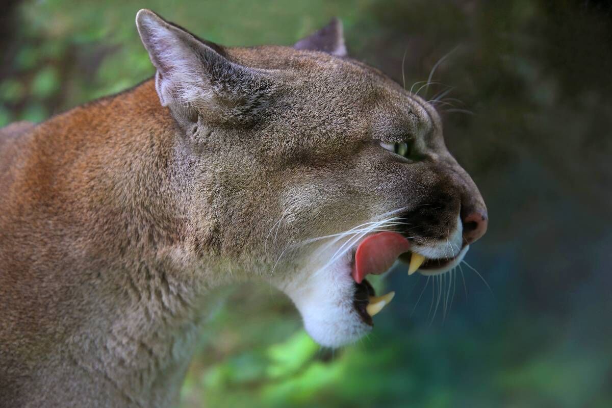 Big cats in Pennsylvania: mountain lions or bobcats