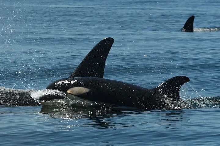 New orca babies grow endangered southern resident population | News ...