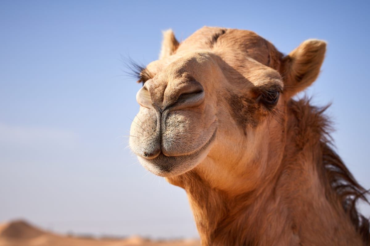 Camel's Efforts to Protect Farm Goats From Harsh Weather Are So