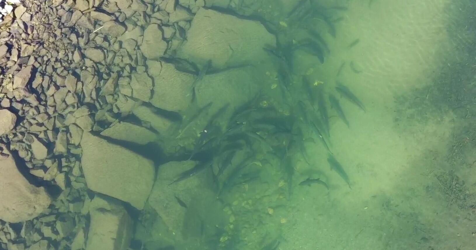 $200M pledged to return salmon to Upper Columbia Basin in Biden deal with tribes - Vimarsana News