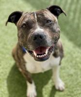 Pet of the Week | Meet Tessa