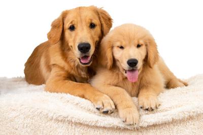 A Guide to Puppy Breeds: Golden Retrievers! — The Puppy Academy