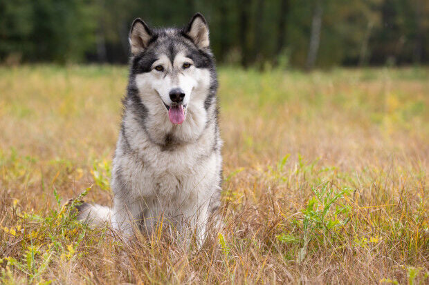 All Star Dogs: Northern Illinois University Huskies Pet apparel