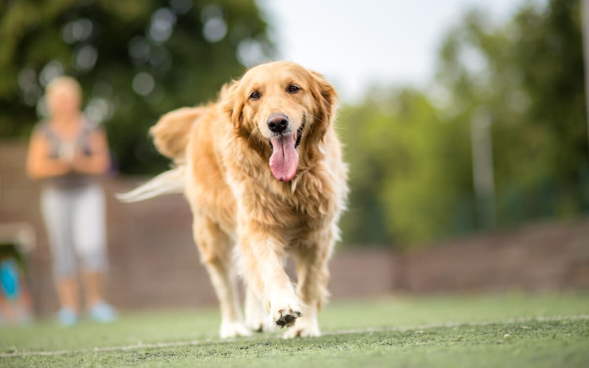 Golden Retriever's Day at the Ballpark Is Full of American Fun | Fun Animal  Stories 