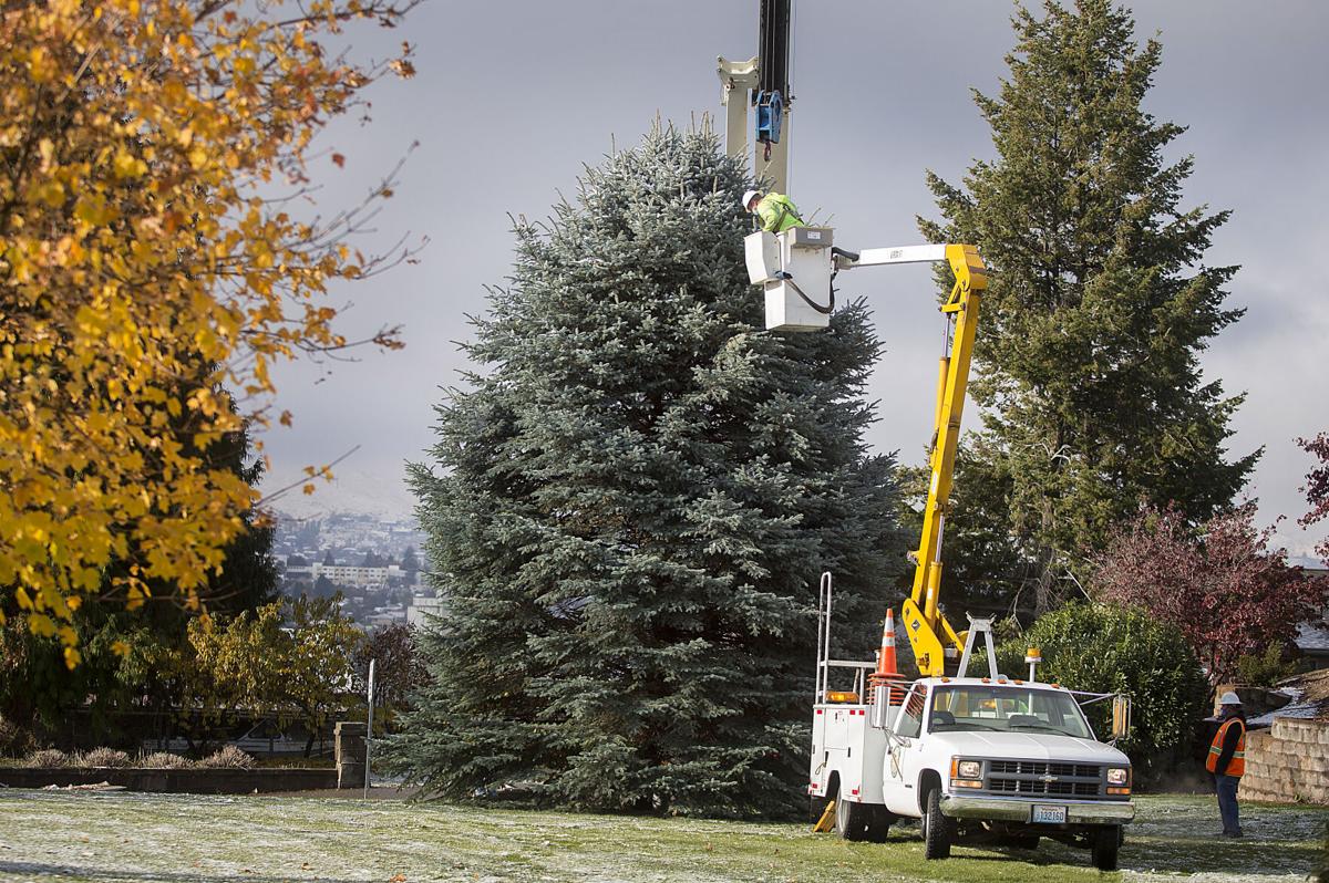 An early season's greeting — East Wenatchee's Christmas tree moved to its new home News