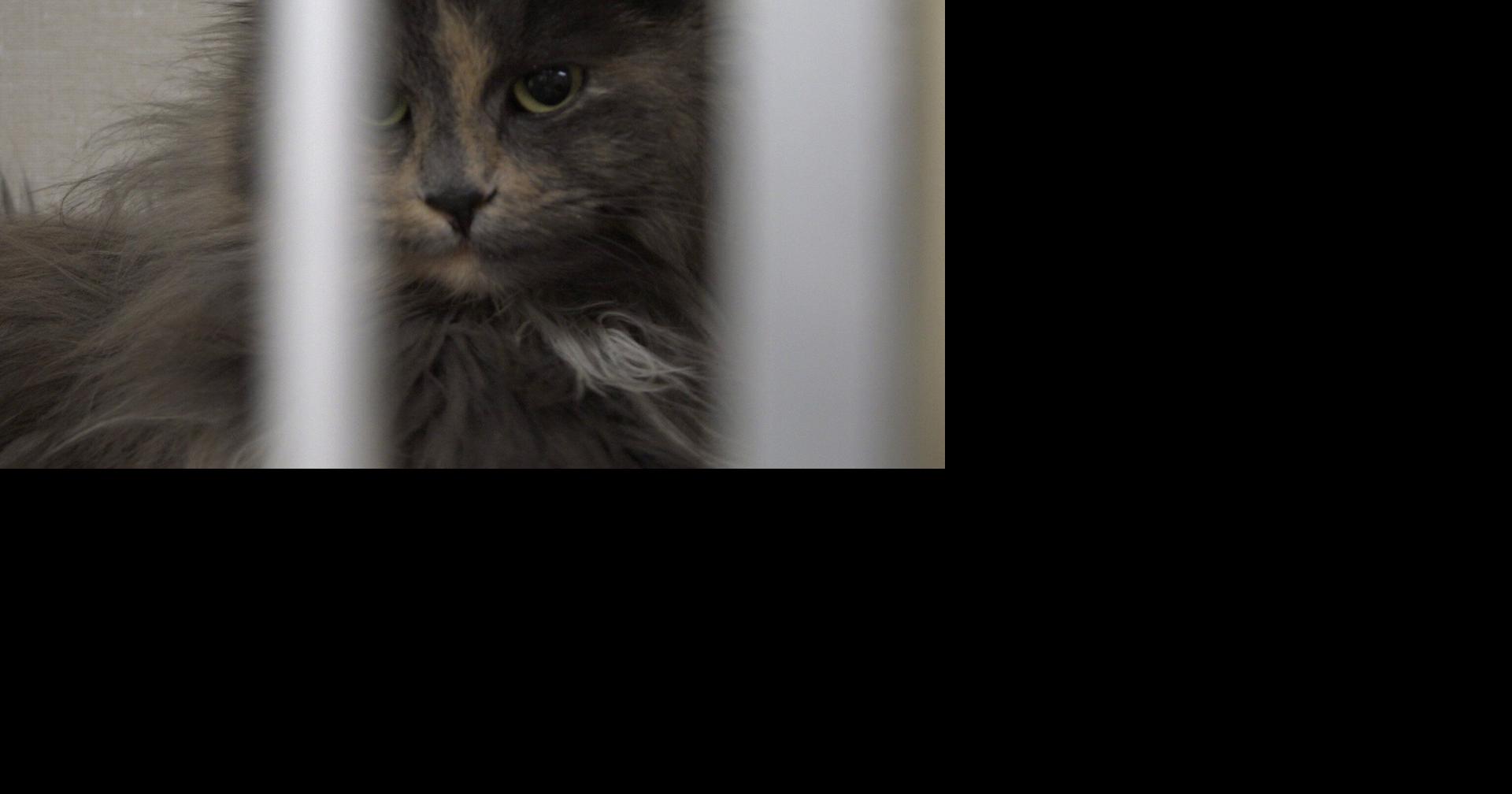 New grant project supports East Wenatchee feral cat control | Local ...
