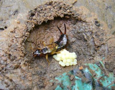 Garden Bugs That Go Bump In The Night At Home Wenatcheeworld Com
