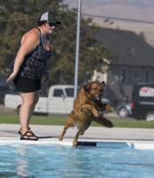 Photos: Doggie Swim Day at City Pool