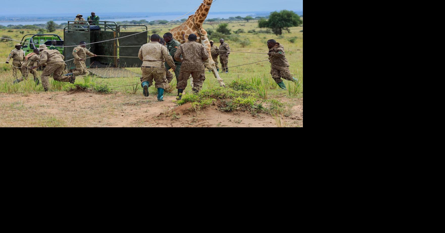 Giraffes given a new home in Uganda to escape oil drilling in the country’s largest park | World