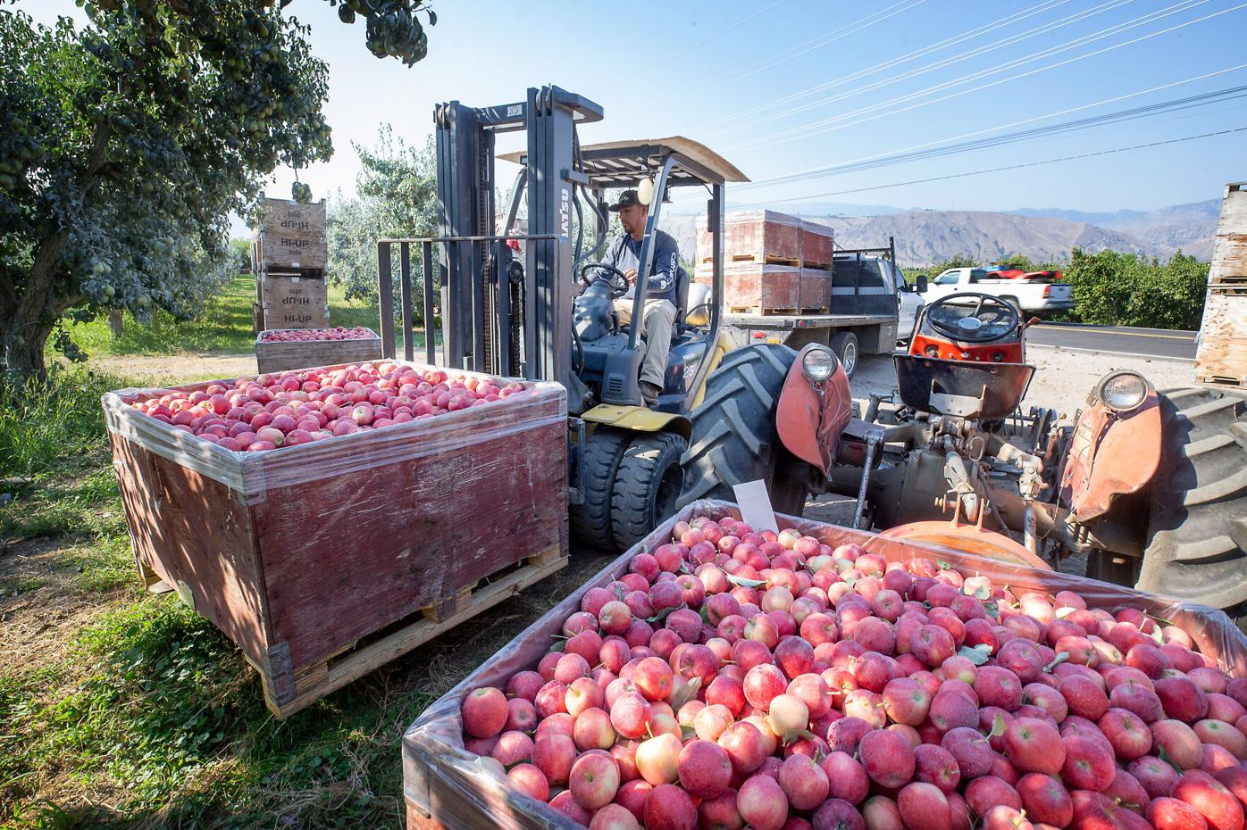 Bagged apples an opportunity out of Washington