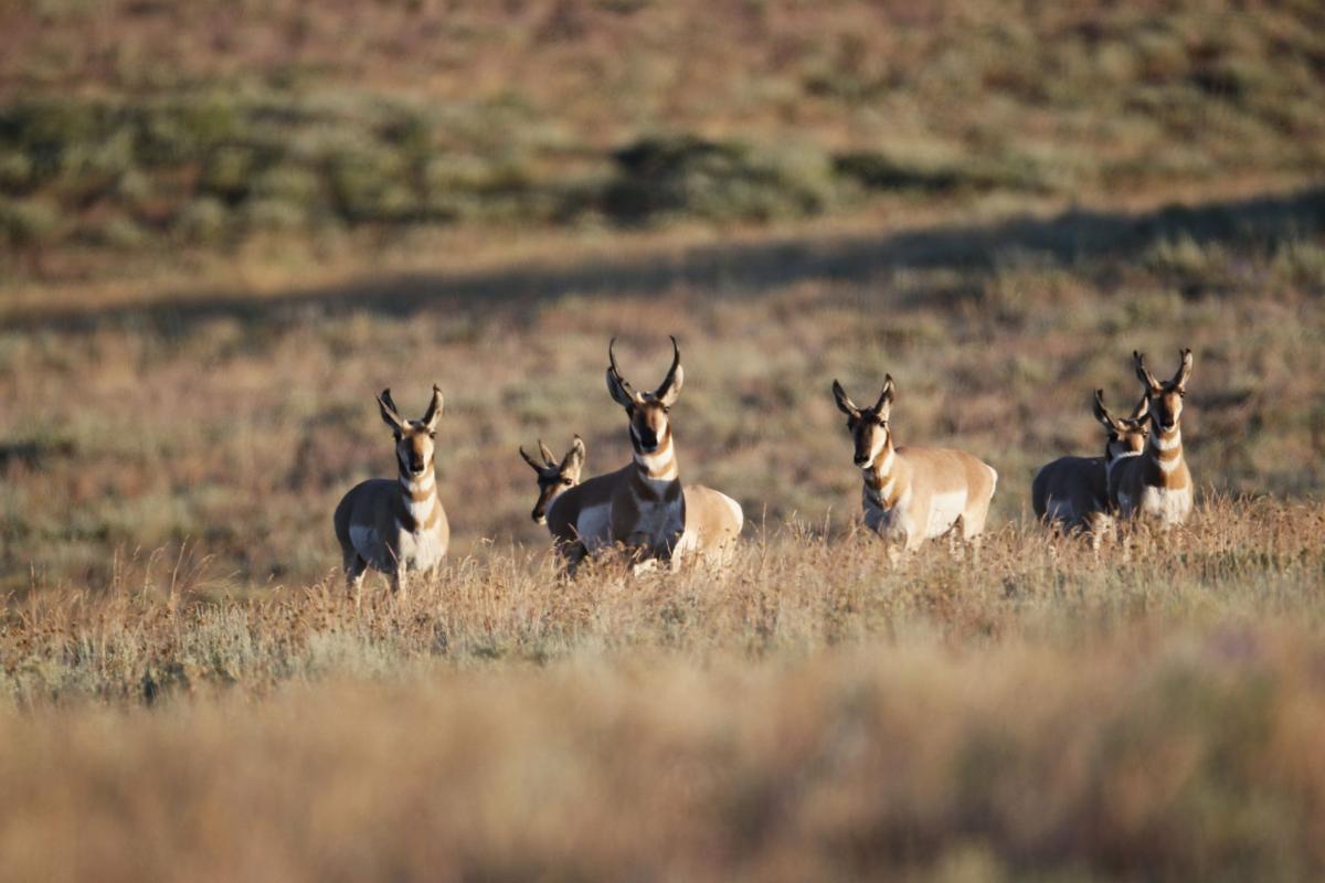 Colvilles Release More Pronghorn Antelope Local News Wenatcheeworld Com