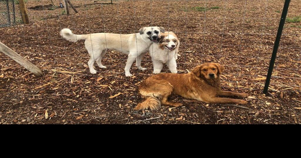 Luxury stays at Twin Bins Kennel Waterville business gives dogs