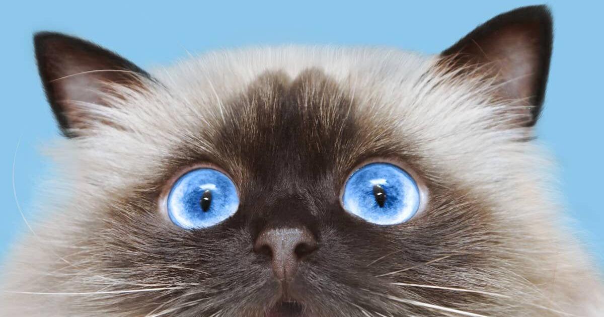 Wide-Eyed Cat Reenacts 'You Can See Everything' and It's Almost Too Accurate