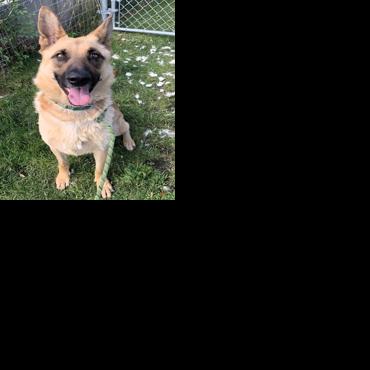 Pet of the Week | Declan | Your News | wenatcheeworld.com