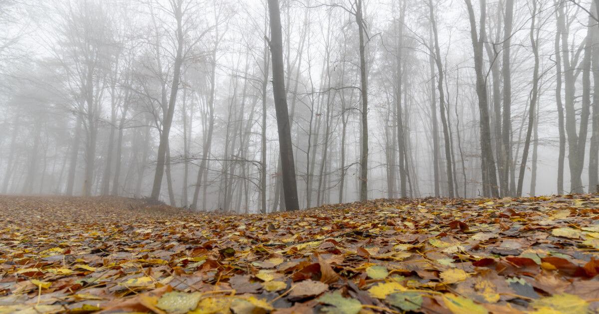 Scientists say that climate changes could ruin the fall foliage for fans - Vimarsana News