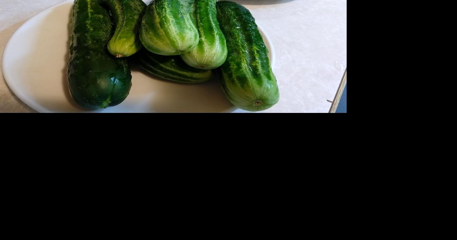 Waterville Wanderings Dutch bucket cucumbers Empire Press